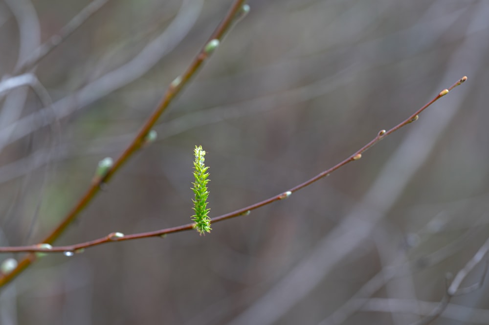 a small green plant on a tree branch