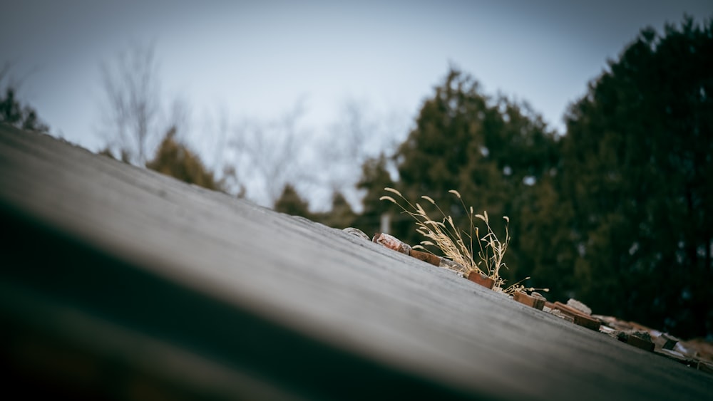 a plant growing out of the top of a roof