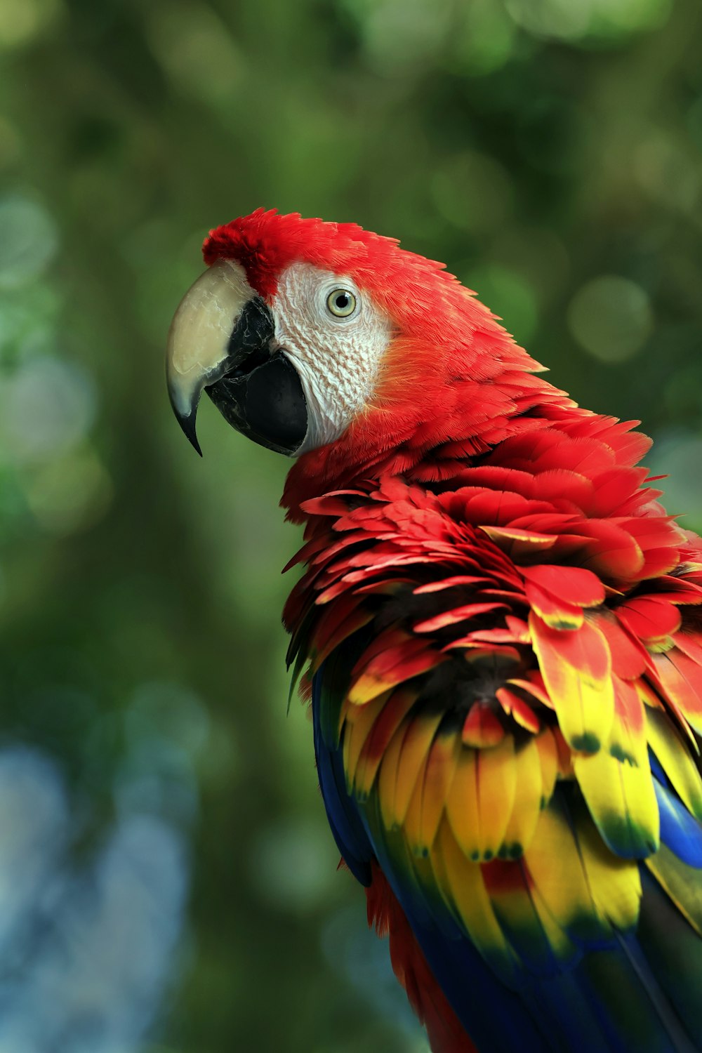 a red and yellow parrot standing on top of a tree