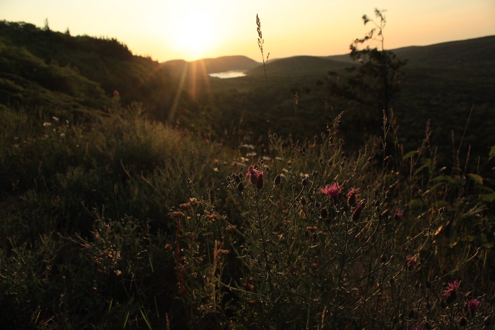 the sun is setting over a grassy hill