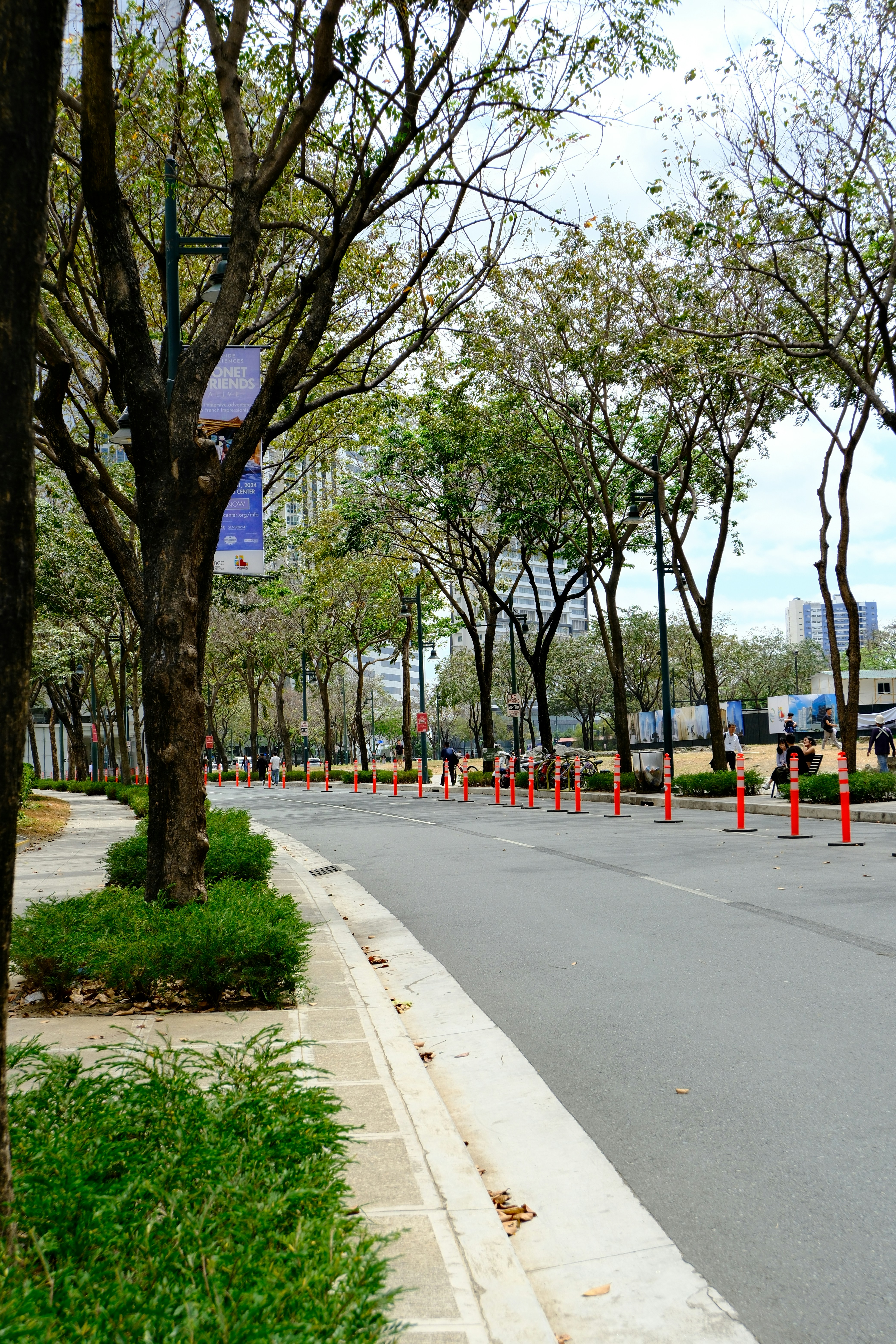 a street lined with trees and orange cones