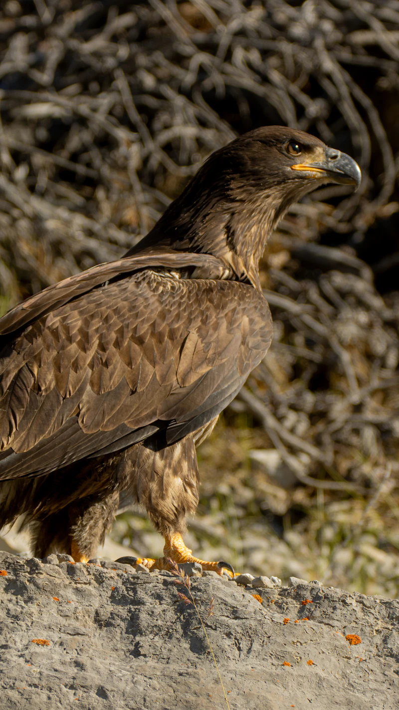Golden Eagle in flight