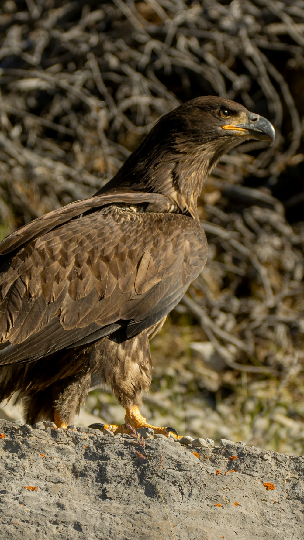 a large bird of prey standing on a rock