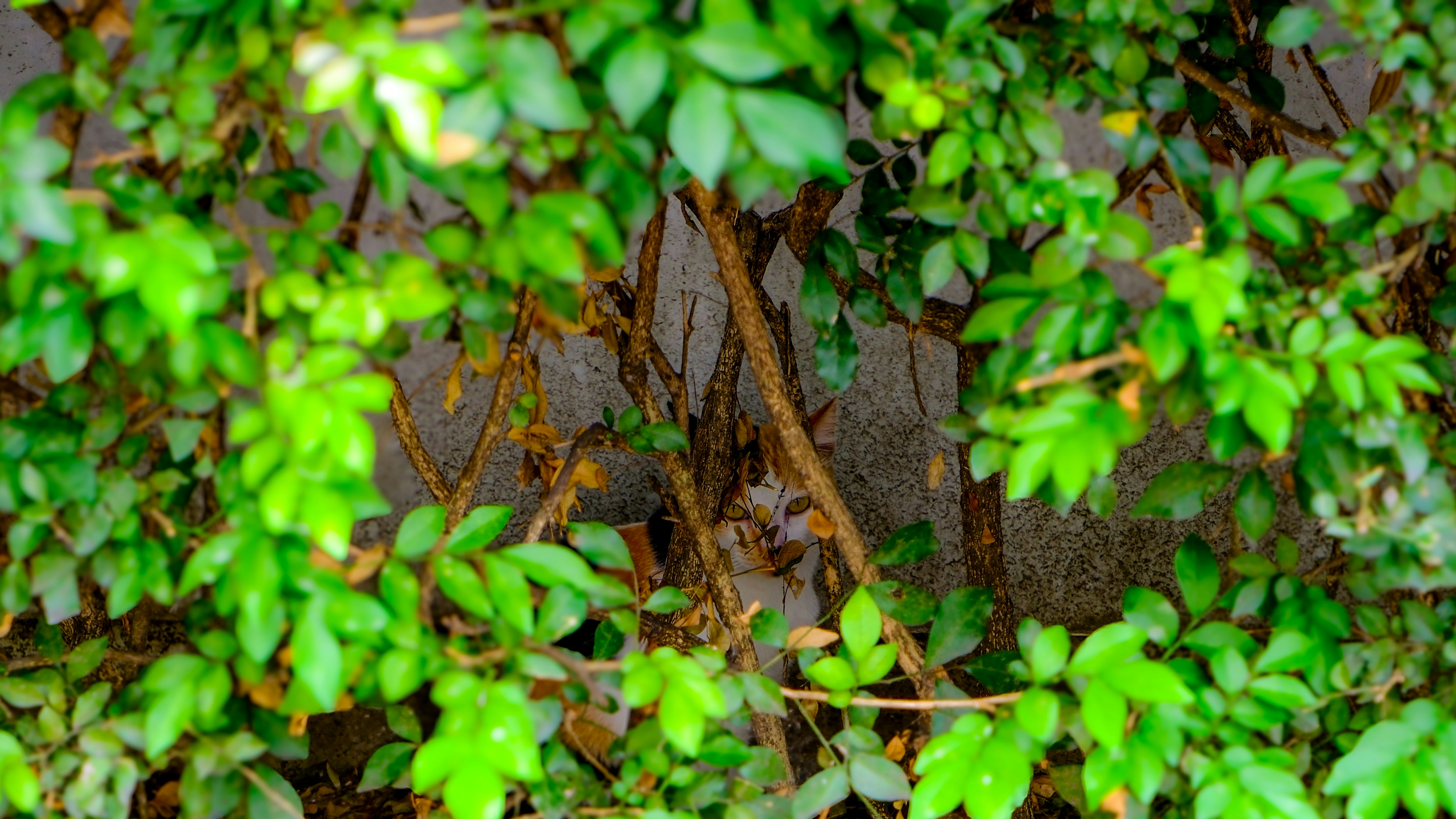 Photo by kwynettbrgdo