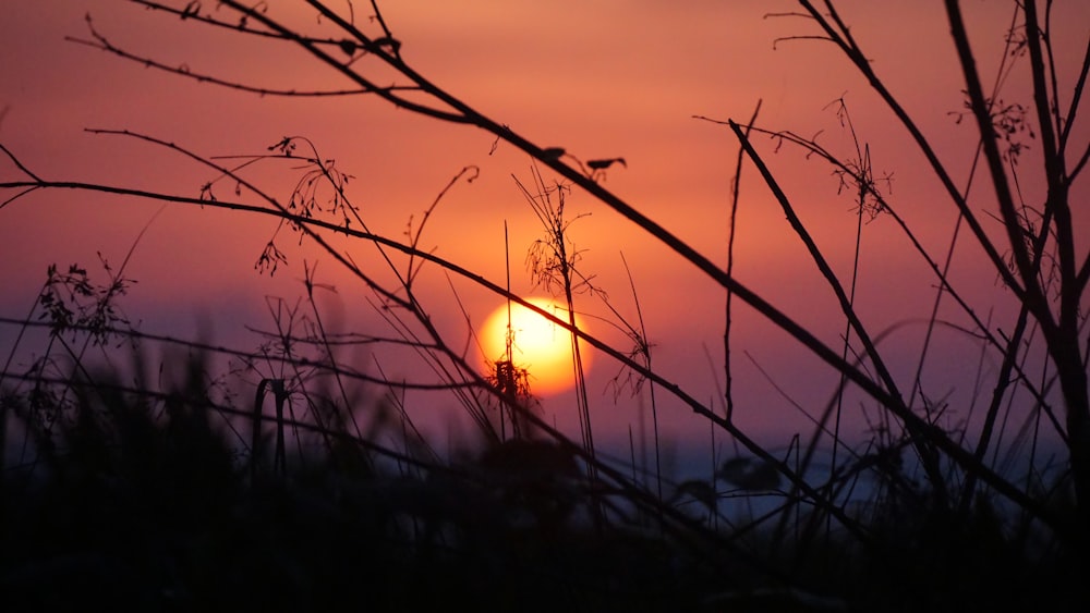 the sun is setting behind some branches