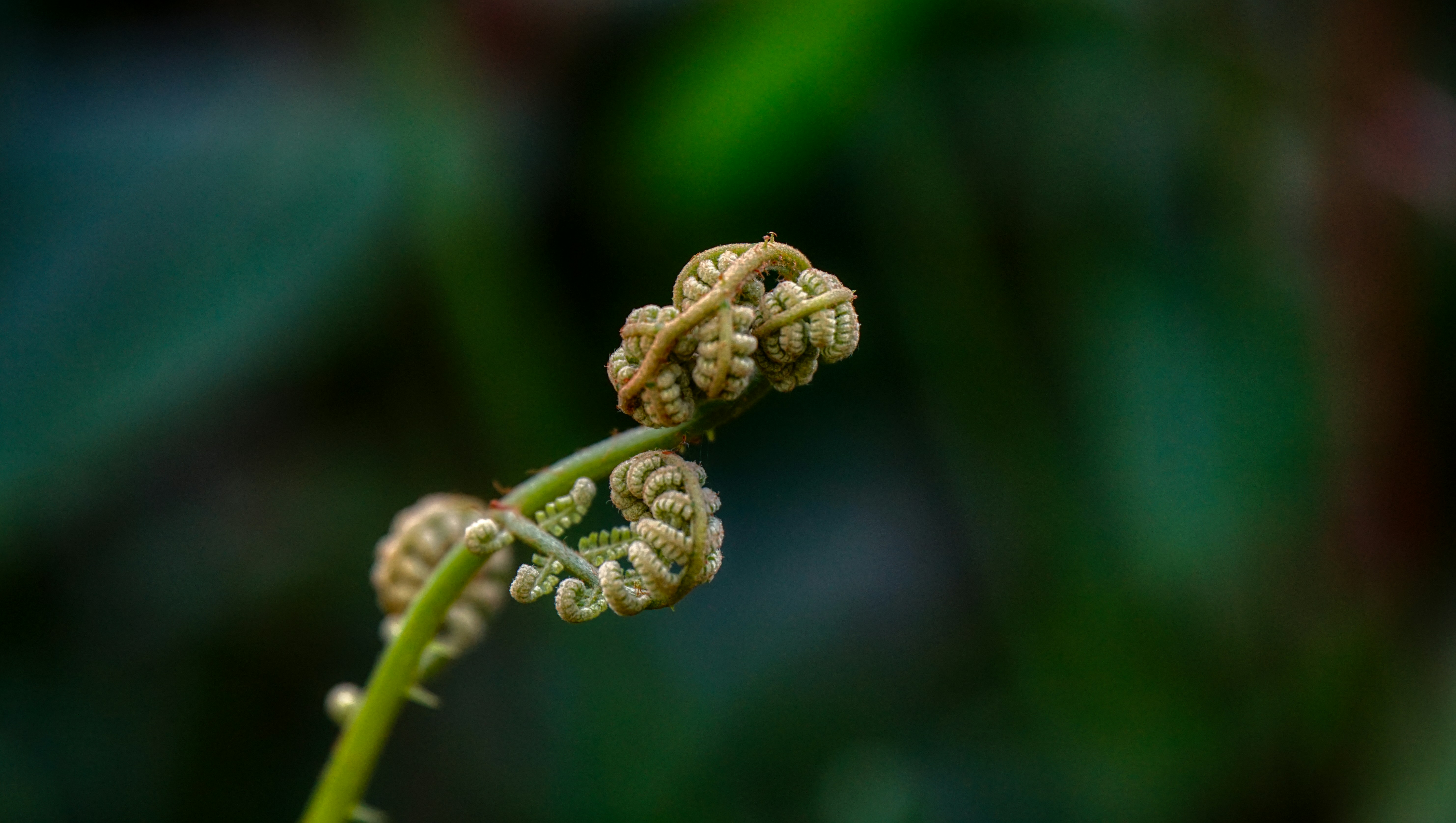 Photo by davidgarciachica