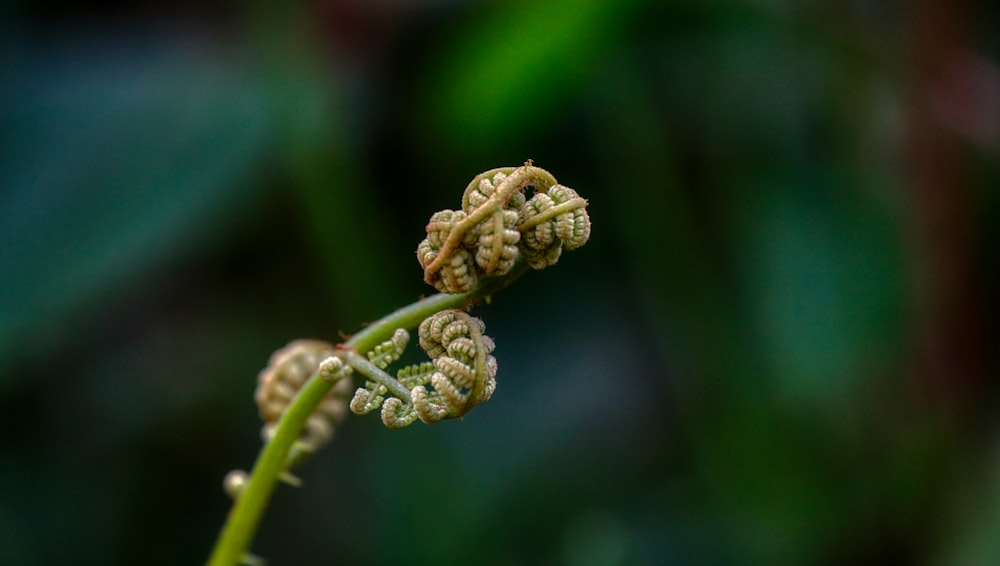 a close up of a flower bud on a plant