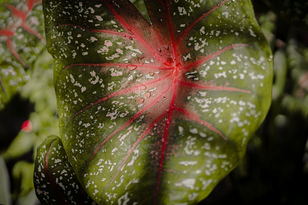 a close up of a green leaf with white spots