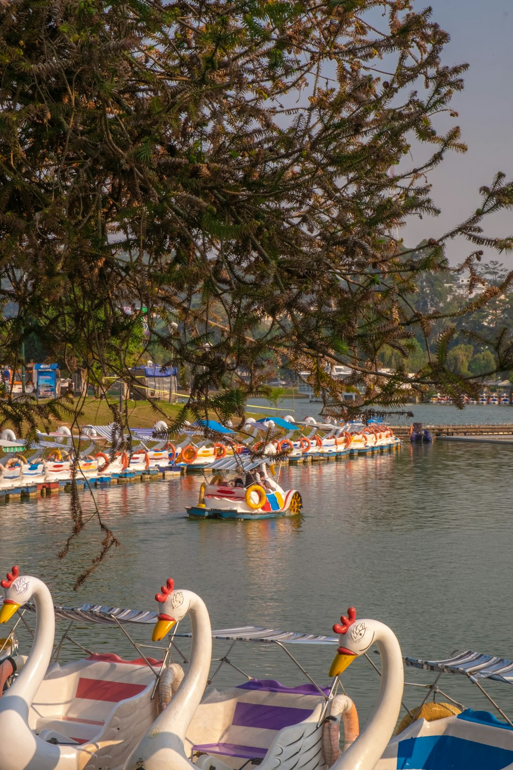 a group of white swans floating on top of a lake