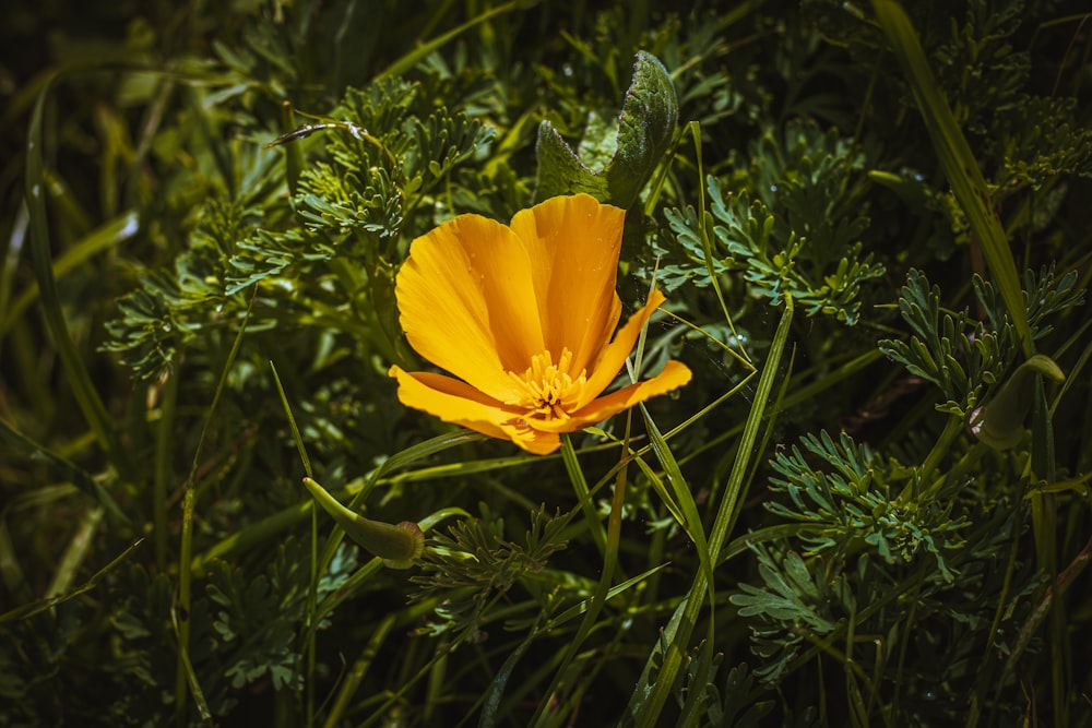 a yellow flower is in the middle of some green grass