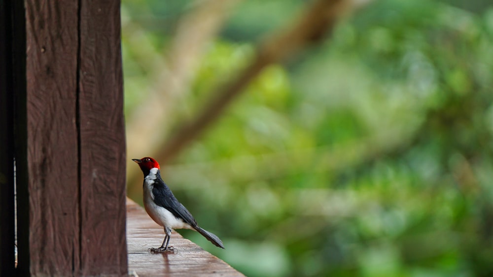 a small bird standing on a wooden ledge