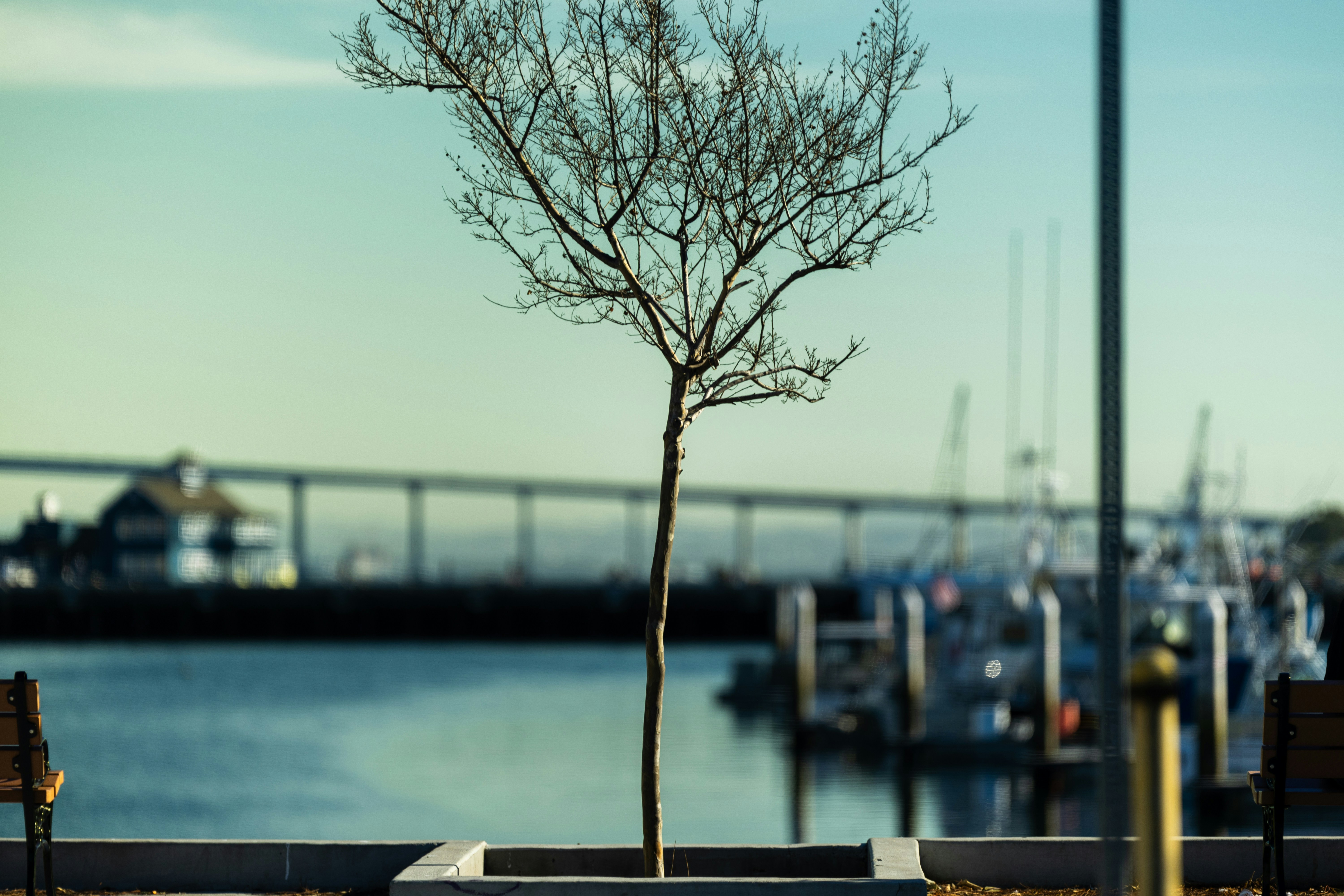 a tree with no leaves in front of a body of water