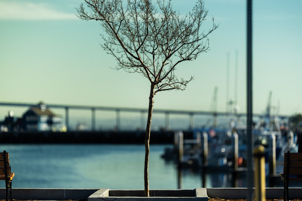 a tree with no leaves in front of a body of water