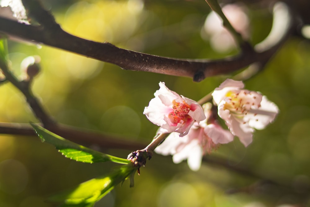 a close up of a flower on a tree branch