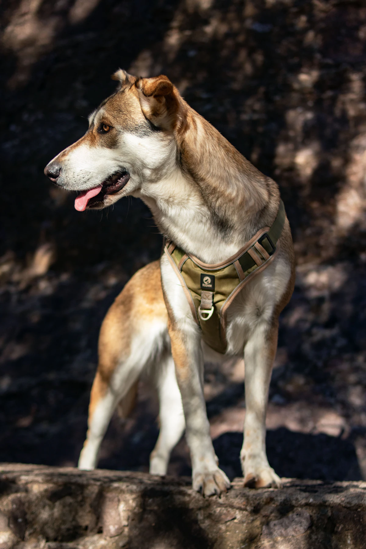 A dog in a fitted working harness waits calmly at its handler's side on a city street