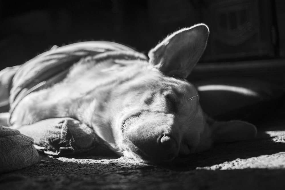 a black and white photo of a baby donkey