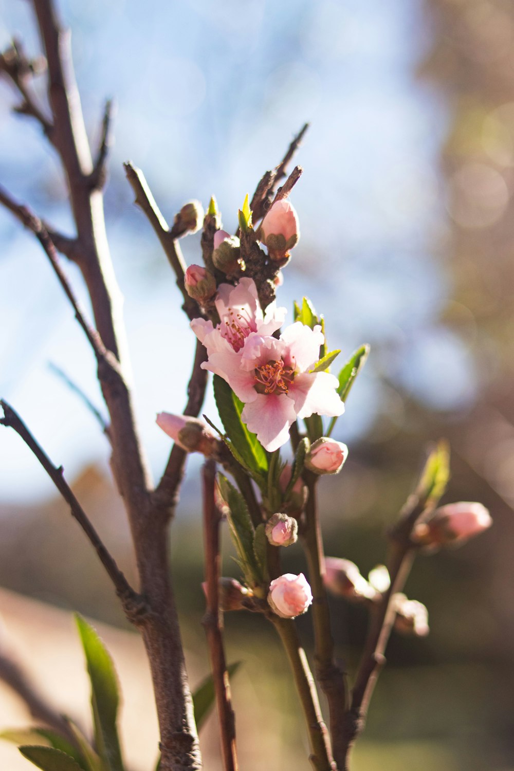 a close up of a flower on a tree branch