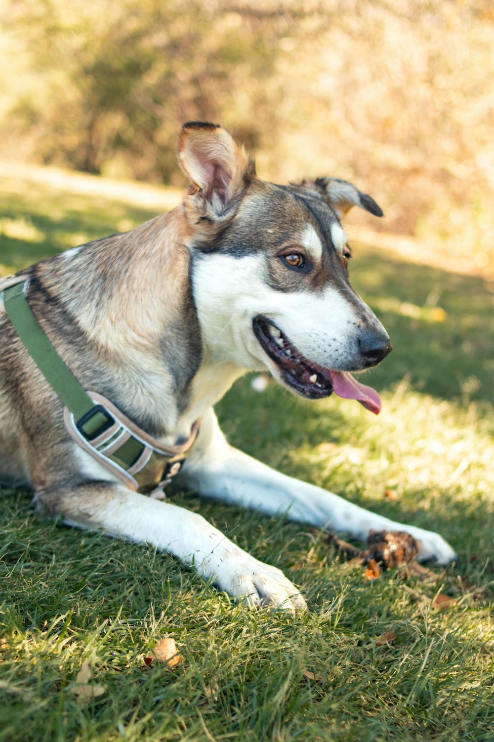 a dog laying in the grass with its tongue out