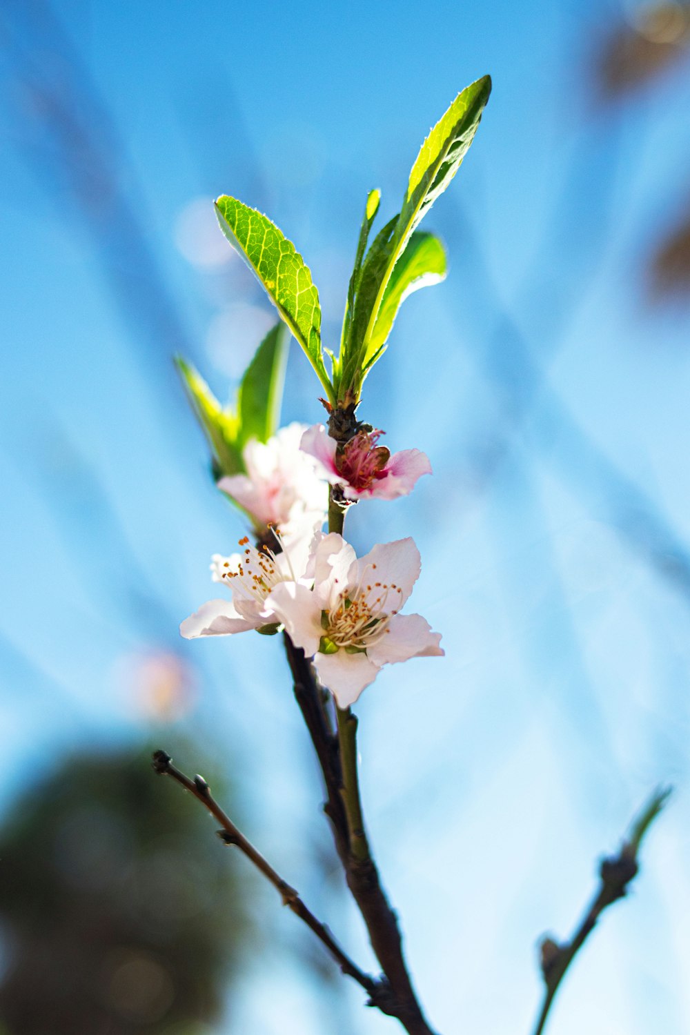 a branch of a tree with flowers and green leaves