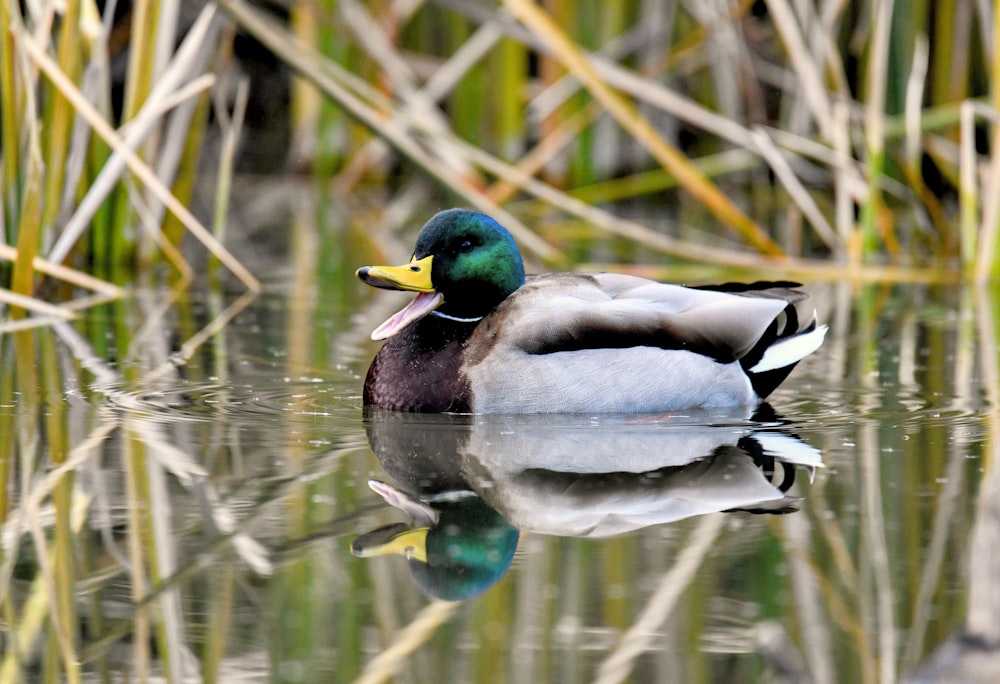 a duck that is floating in some water