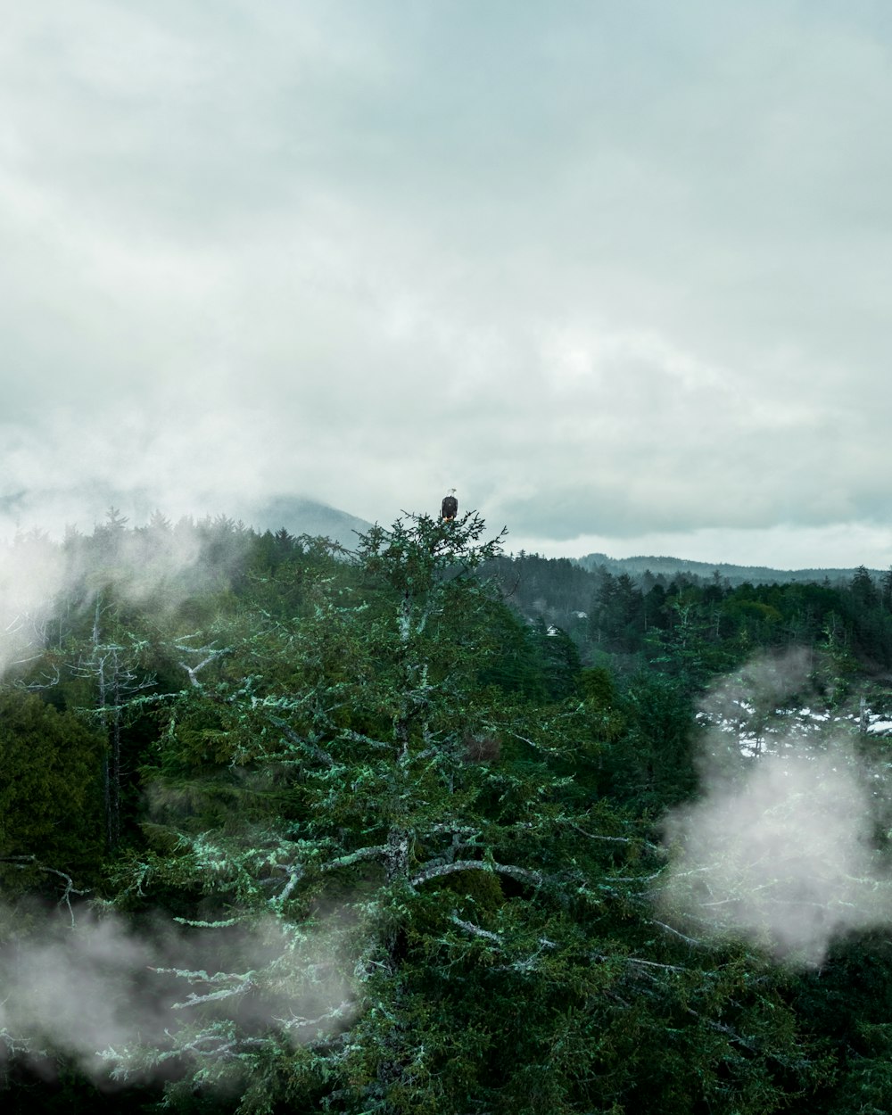 a view of a forest with fog coming out of the trees