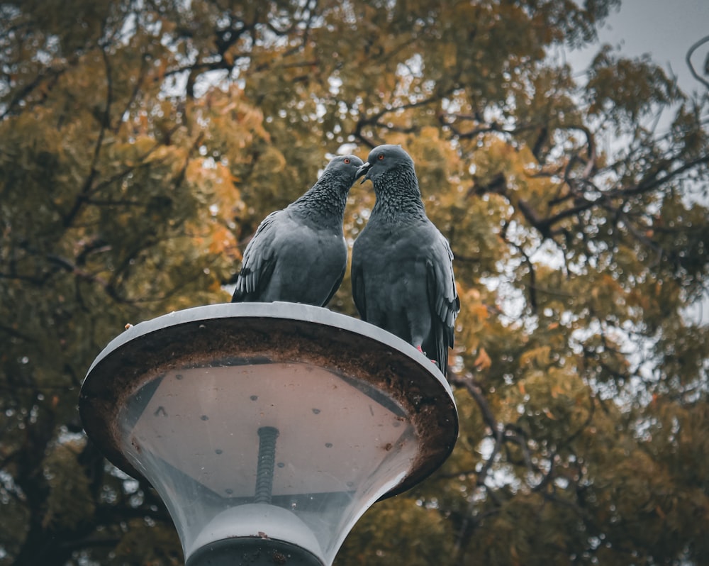 um par de pássaros sentados em cima de uma luz de rua
