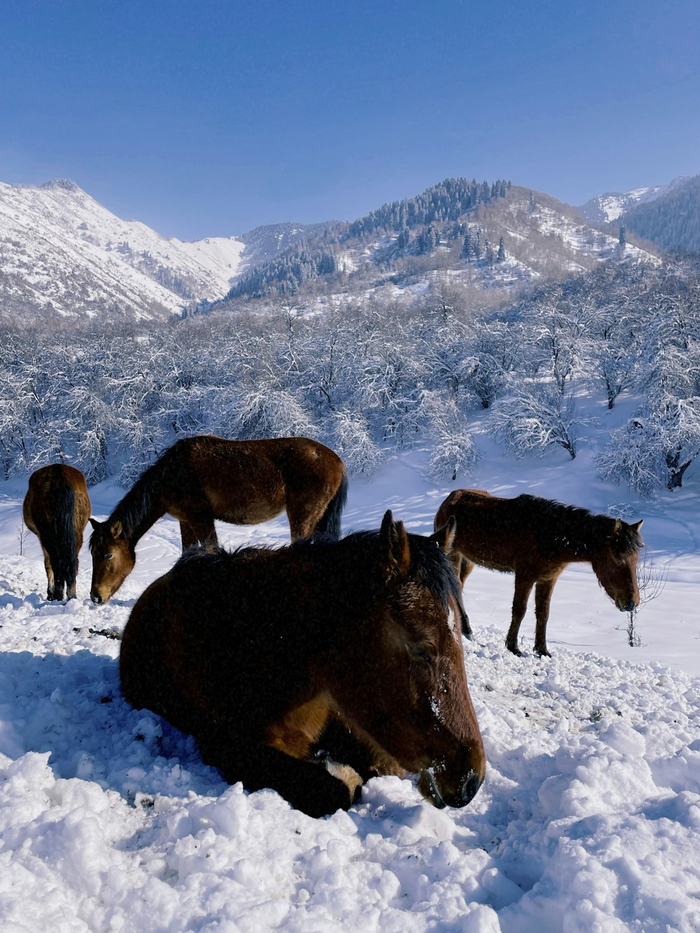 a group of horses that are standing in the snow