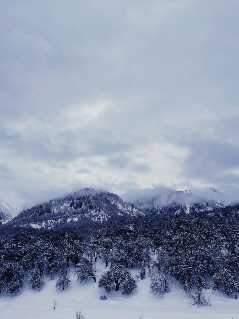 a snowy landscape with a mountain in the background