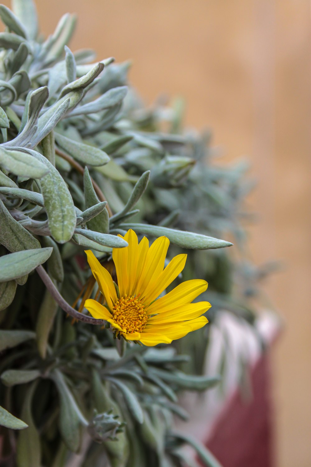 a close up of a plant with a yellow flower