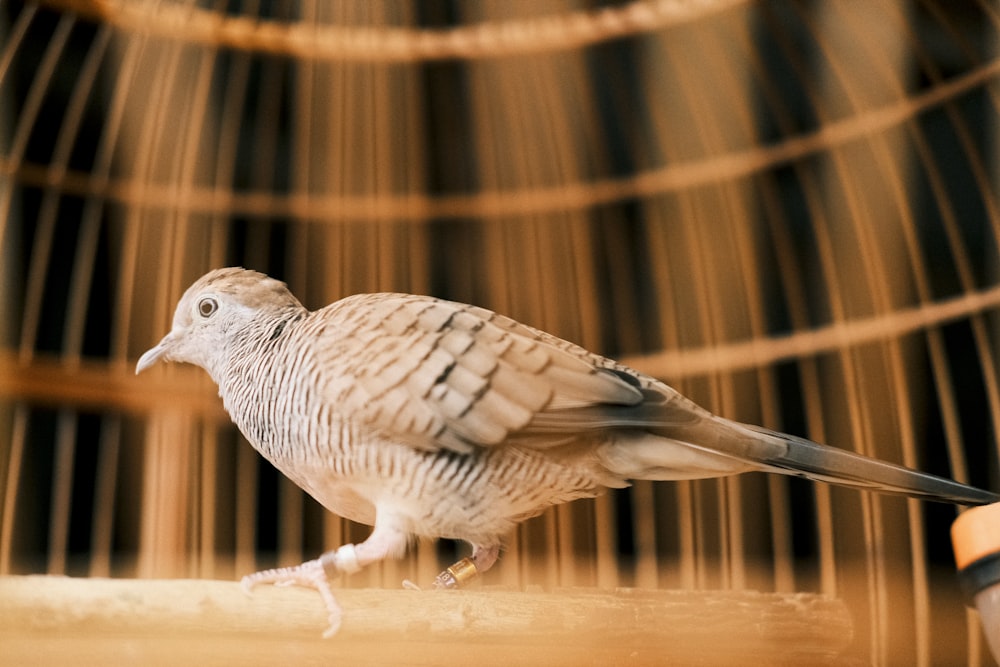 un pájaro parado sobre una mesa de madera frente a una jaula