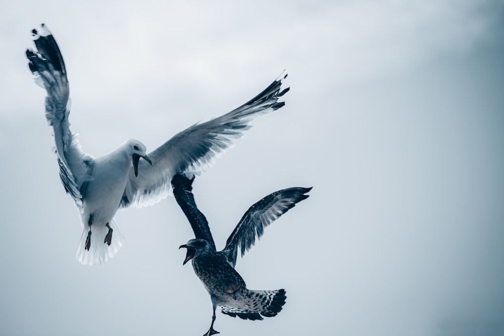 a couple of birds that are flying in the sky