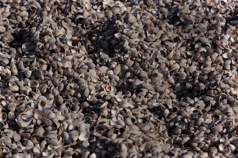 a large pile of small black and white objects