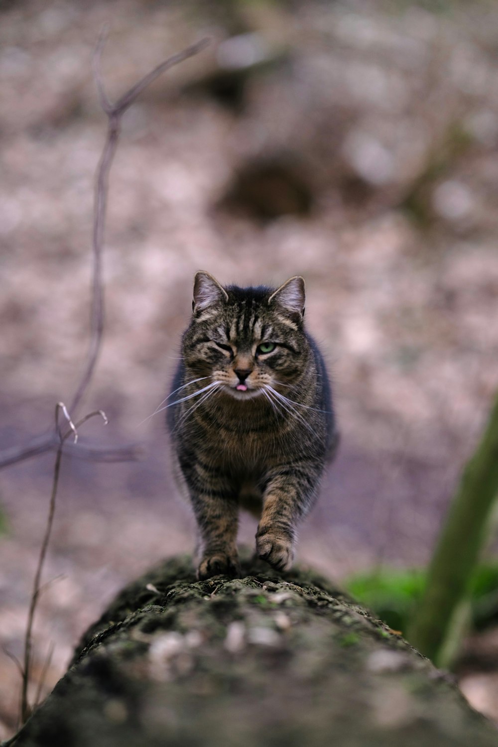 a cat standing on a rock in the woods