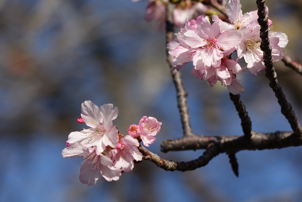 a branch of a tree with pink flowers