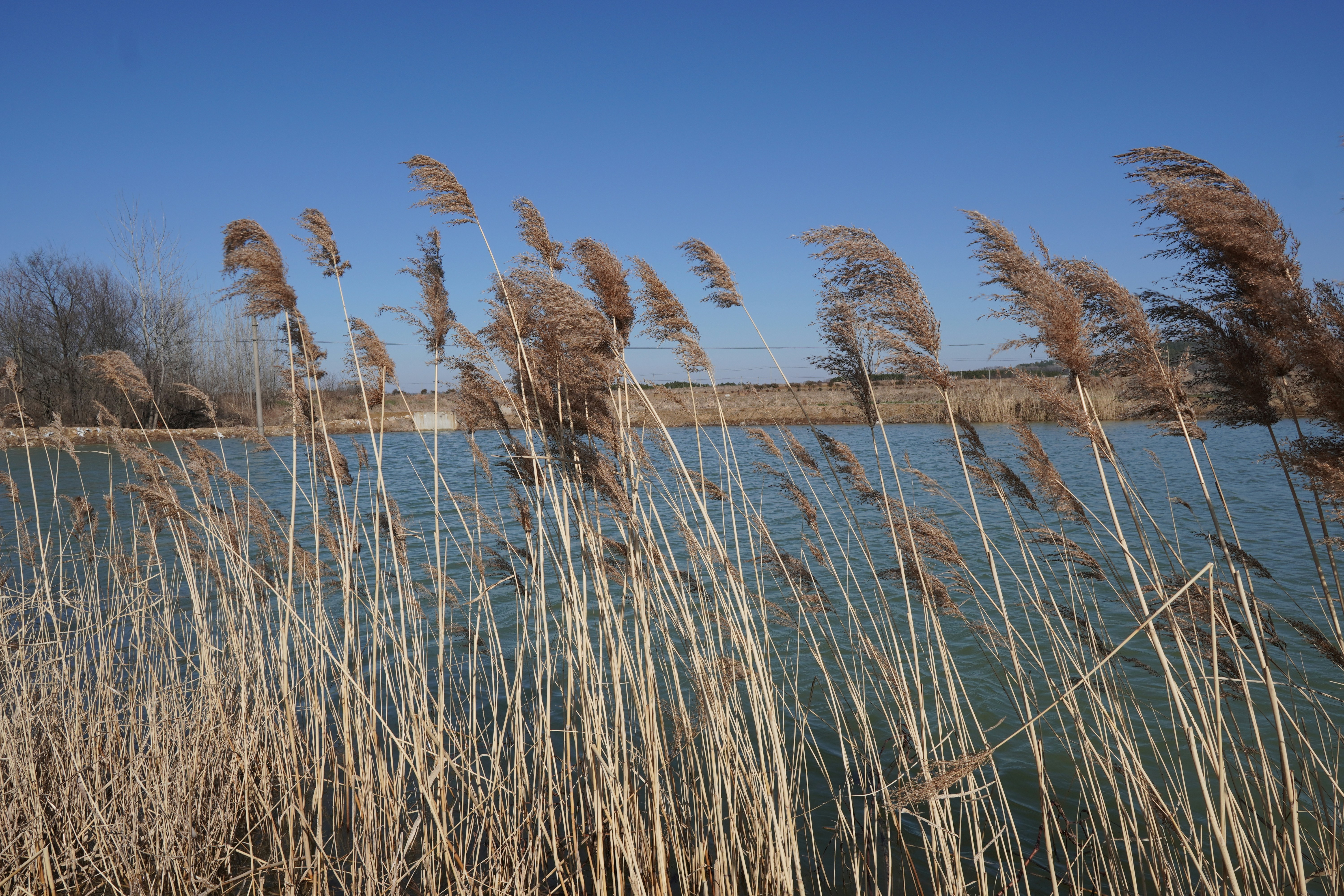 a body of water surrounded by tall dry grass