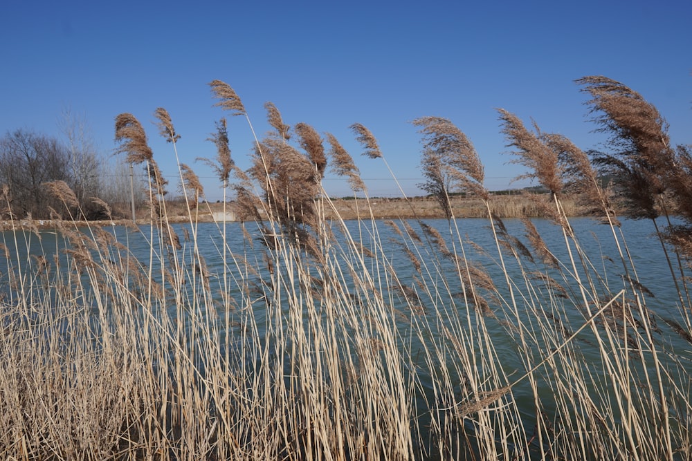 a body of water surrounded by tall dry grass