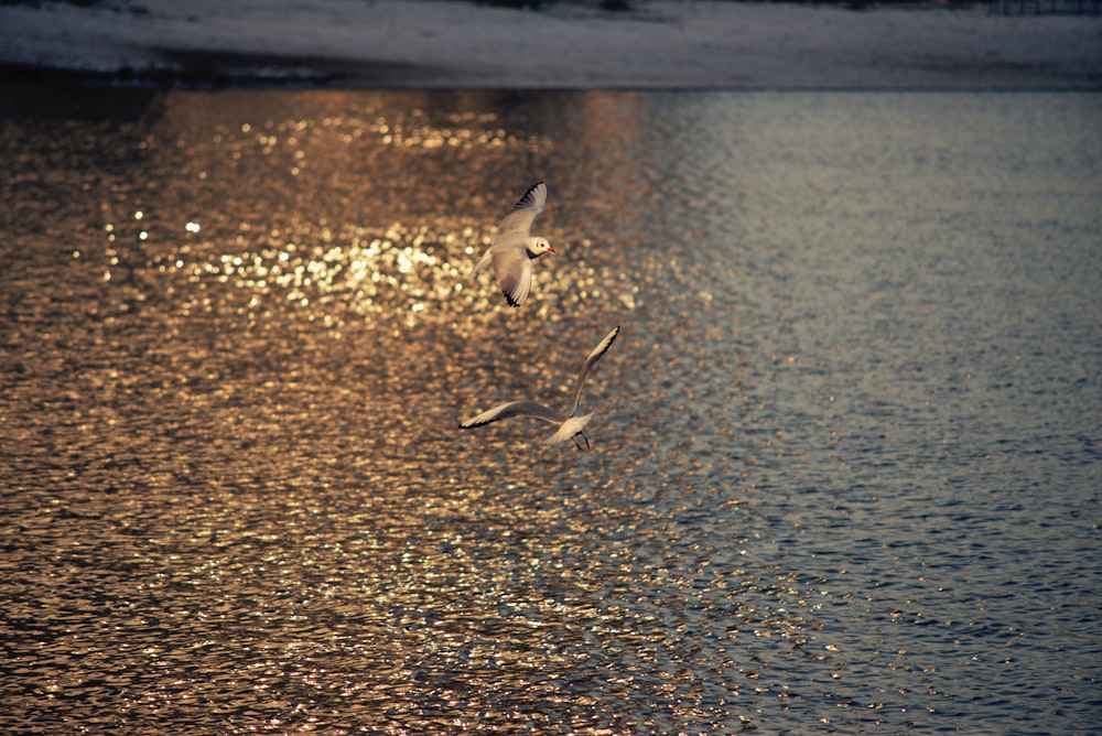 two birds flying over a body of water