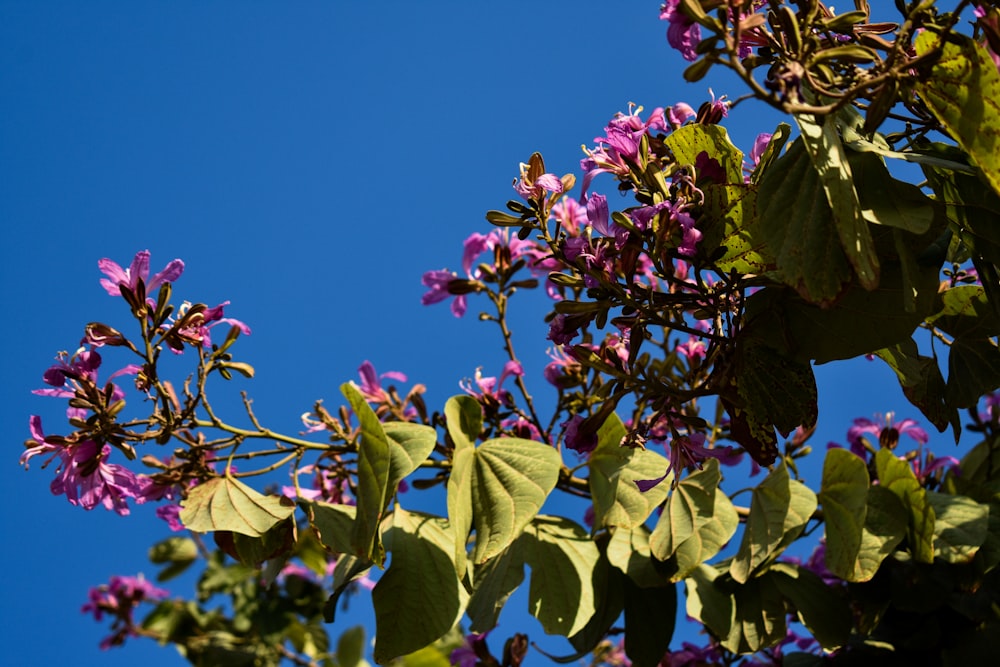 a tree with purple flowers and green leaves