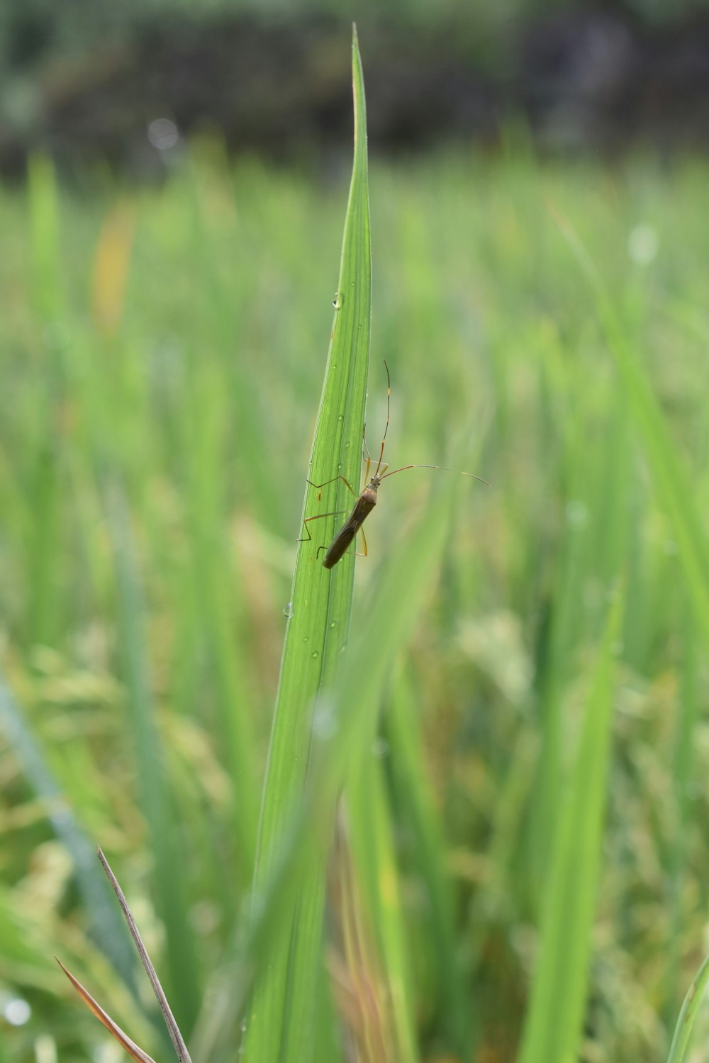 Un insecto está sentado en una brizna de hierba