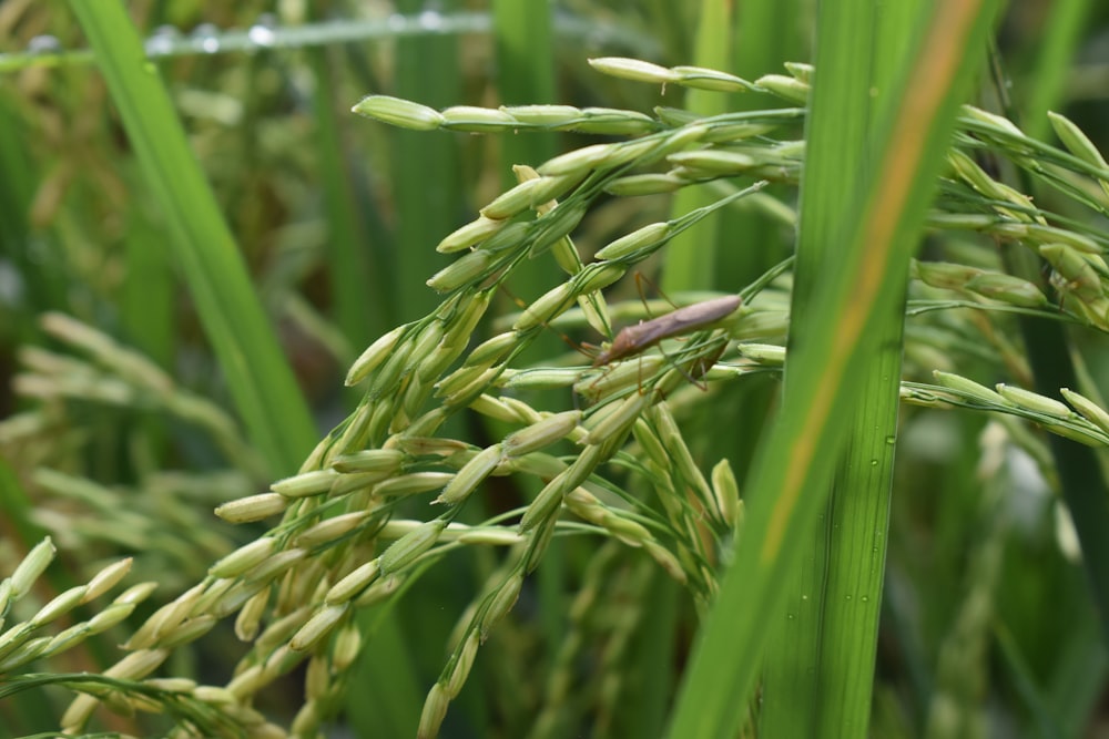 Un primer plano de un manojo de hierba verde