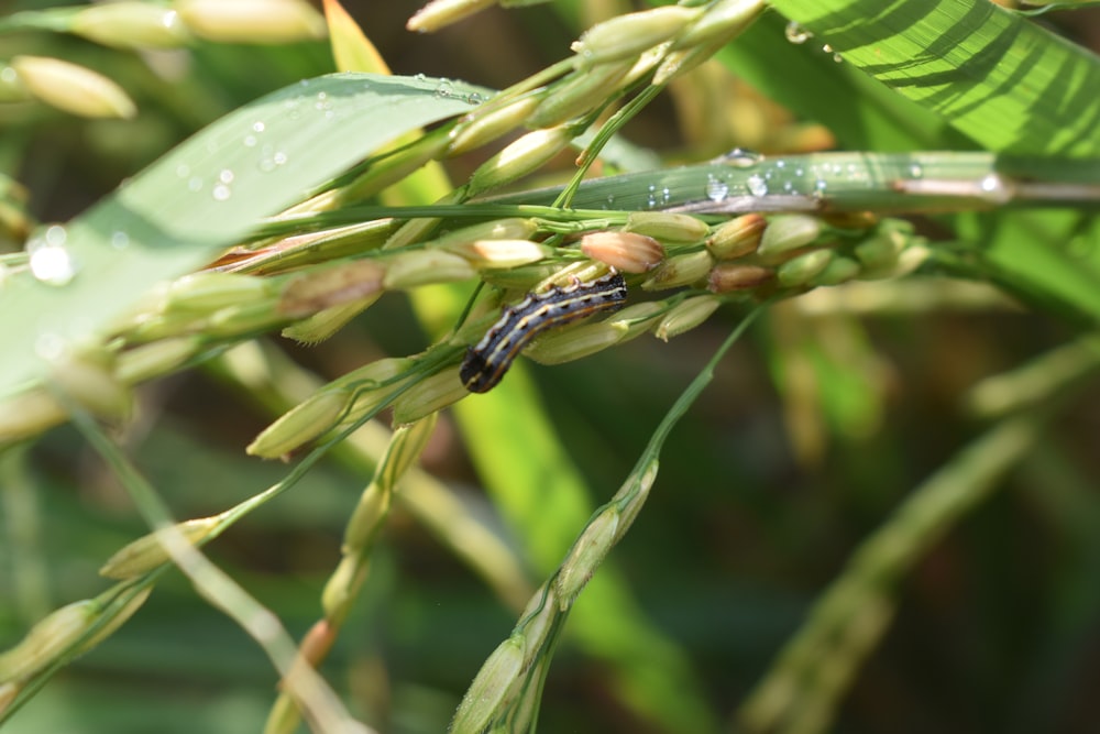 a bug on a plant with water droplets on it