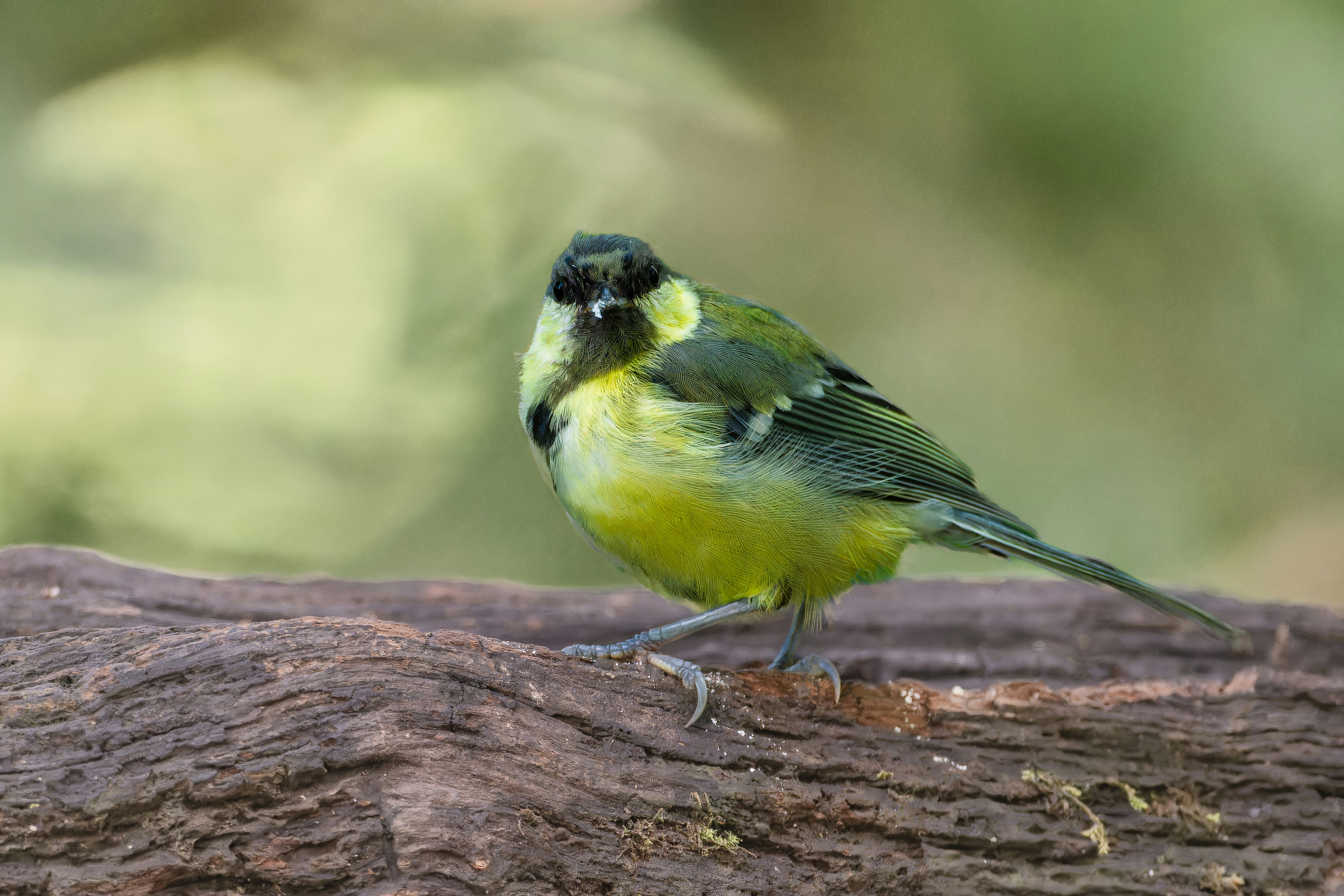 Photo by siegfriedpoepperl