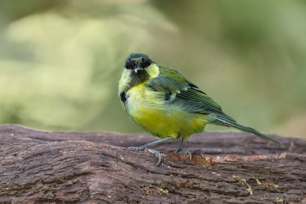 um pequeno pássaro amarelo e verde sentado em um galho de árvore