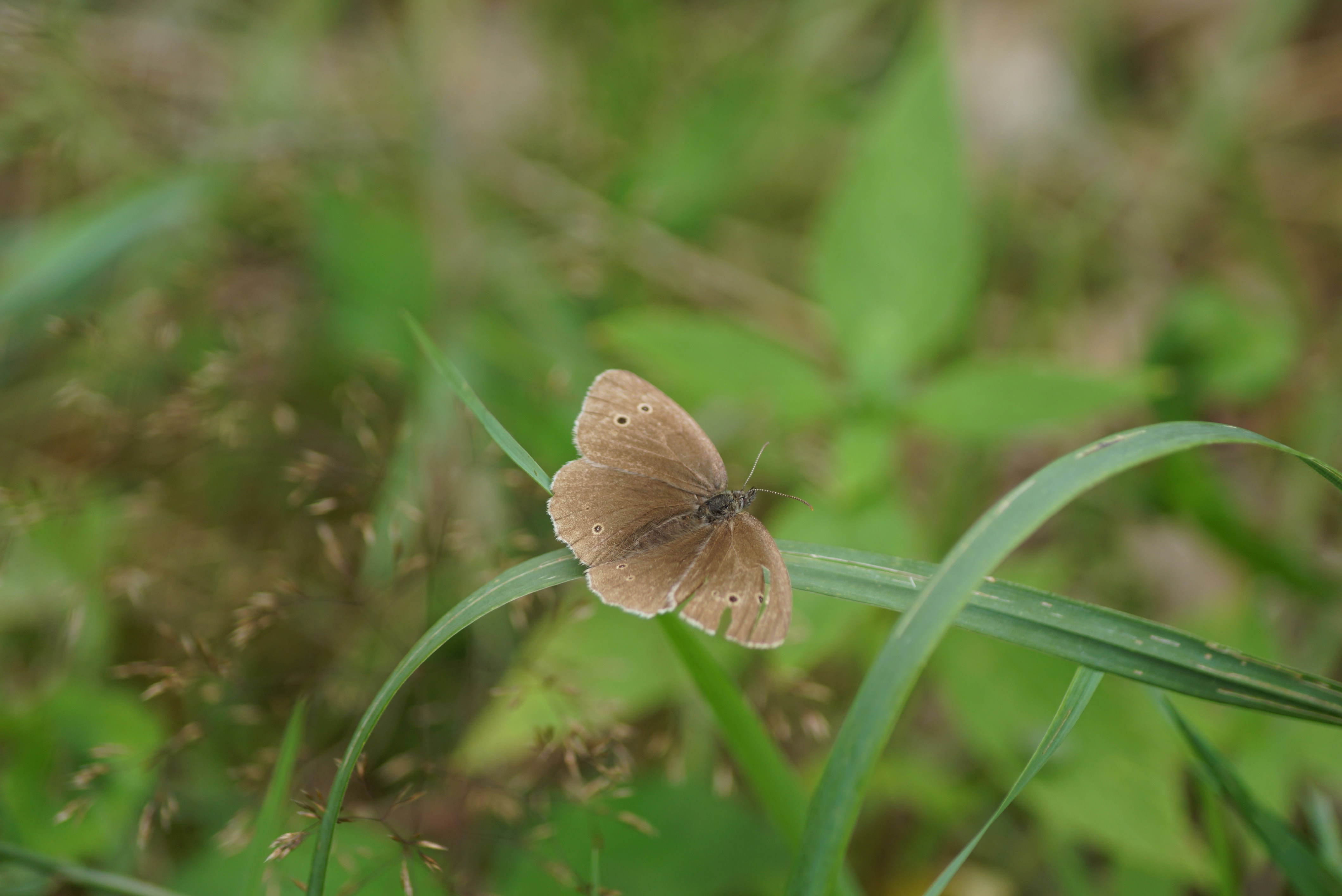 Photo by hansjuergenbraun