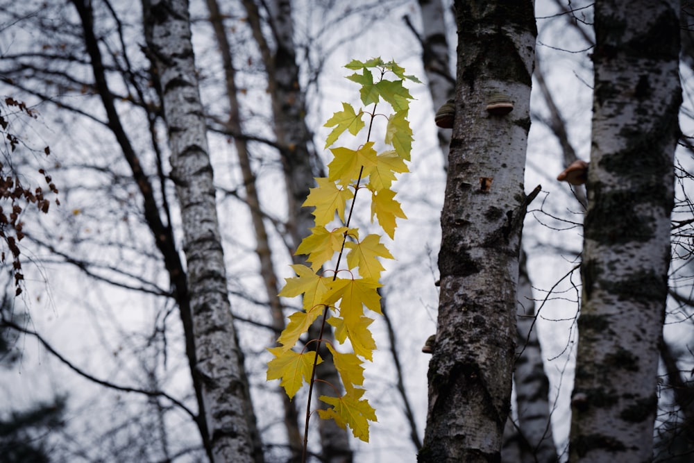 a yellow leaf hangs from a tree in a forest