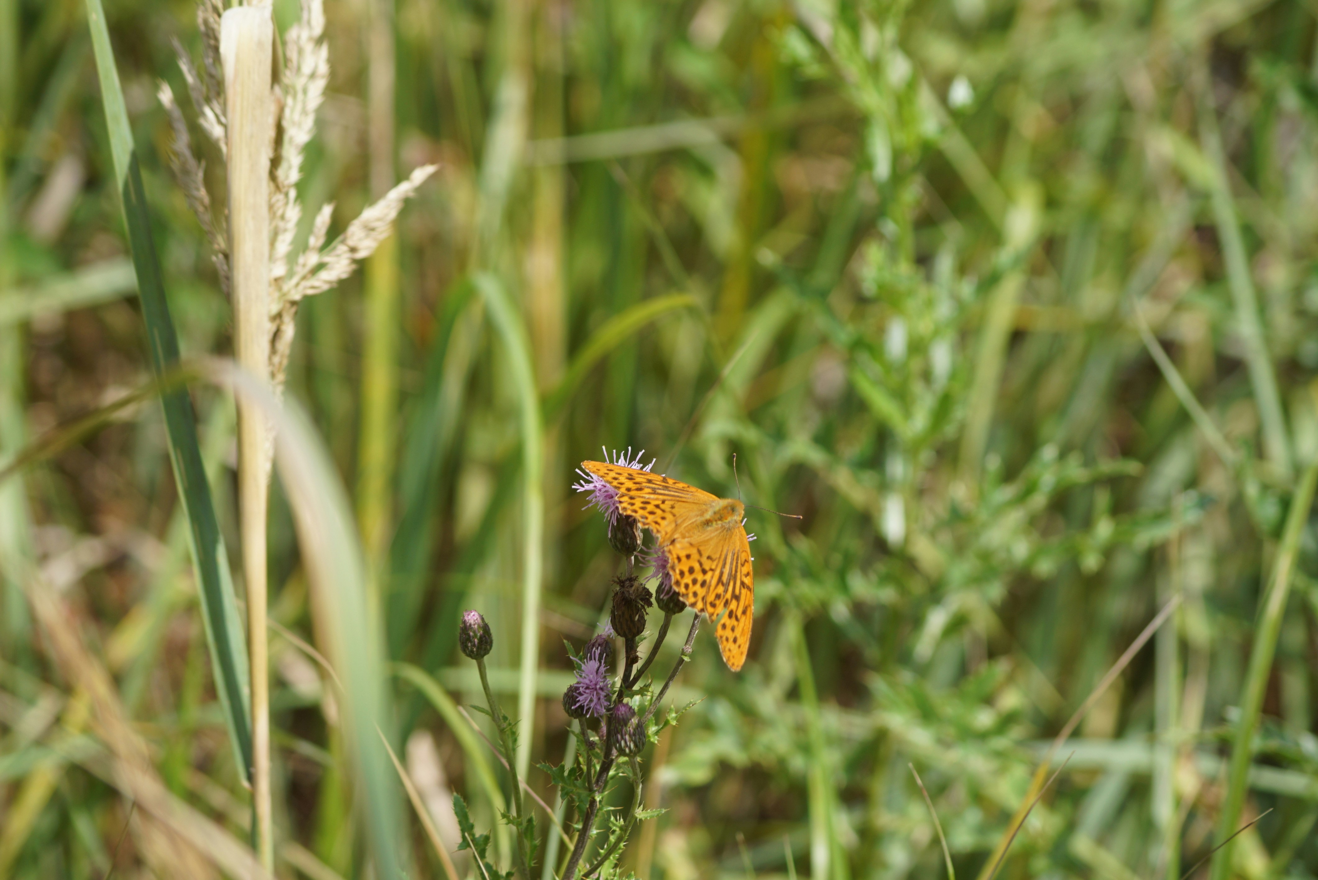 Photo by hansjuergenbraun