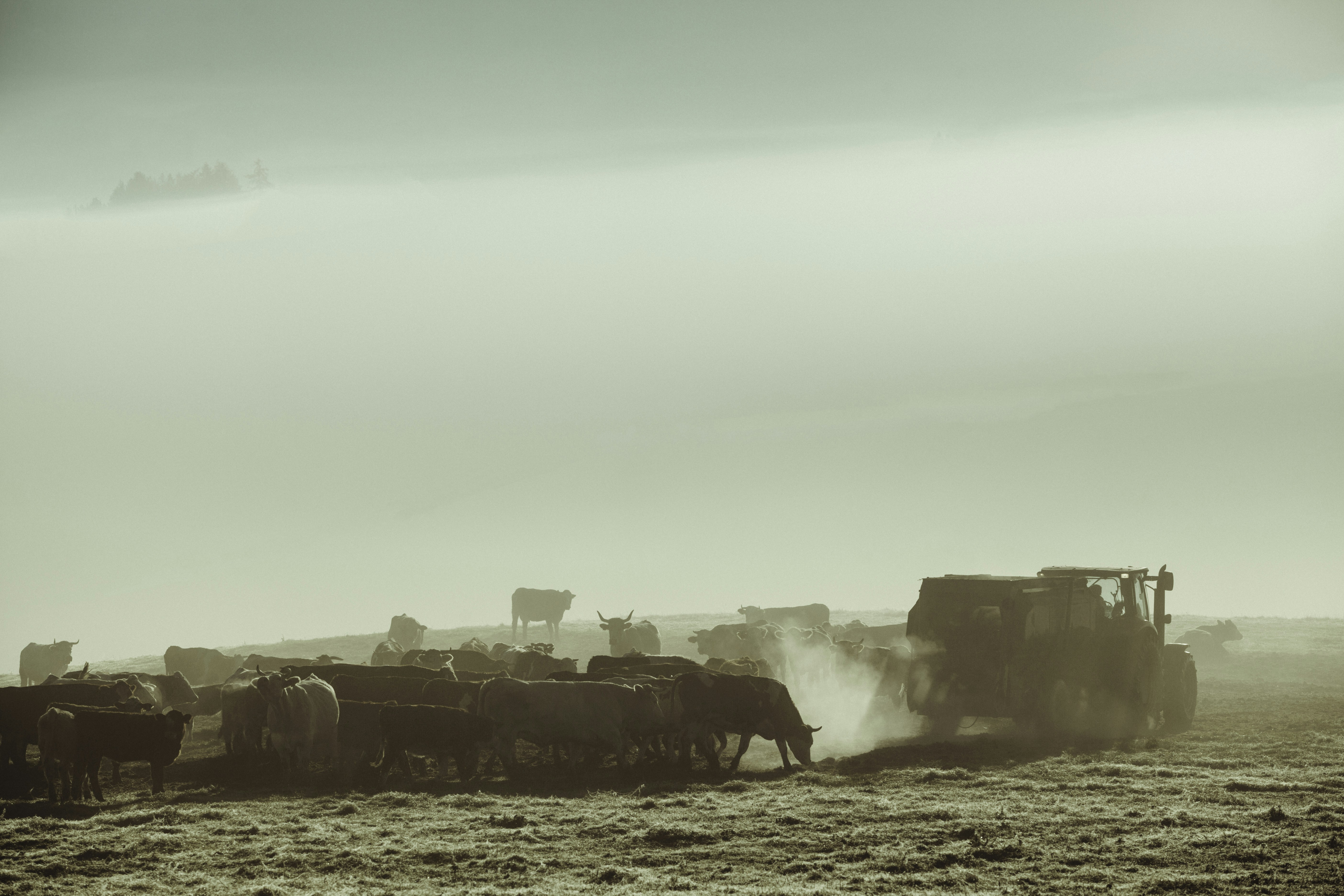 a herd of cattle standing on top of a dry grass field