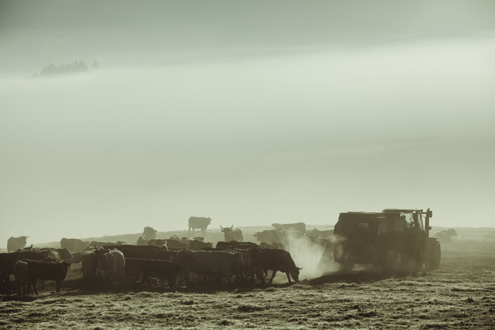 a herd of cattle standing on top of a dry grass field