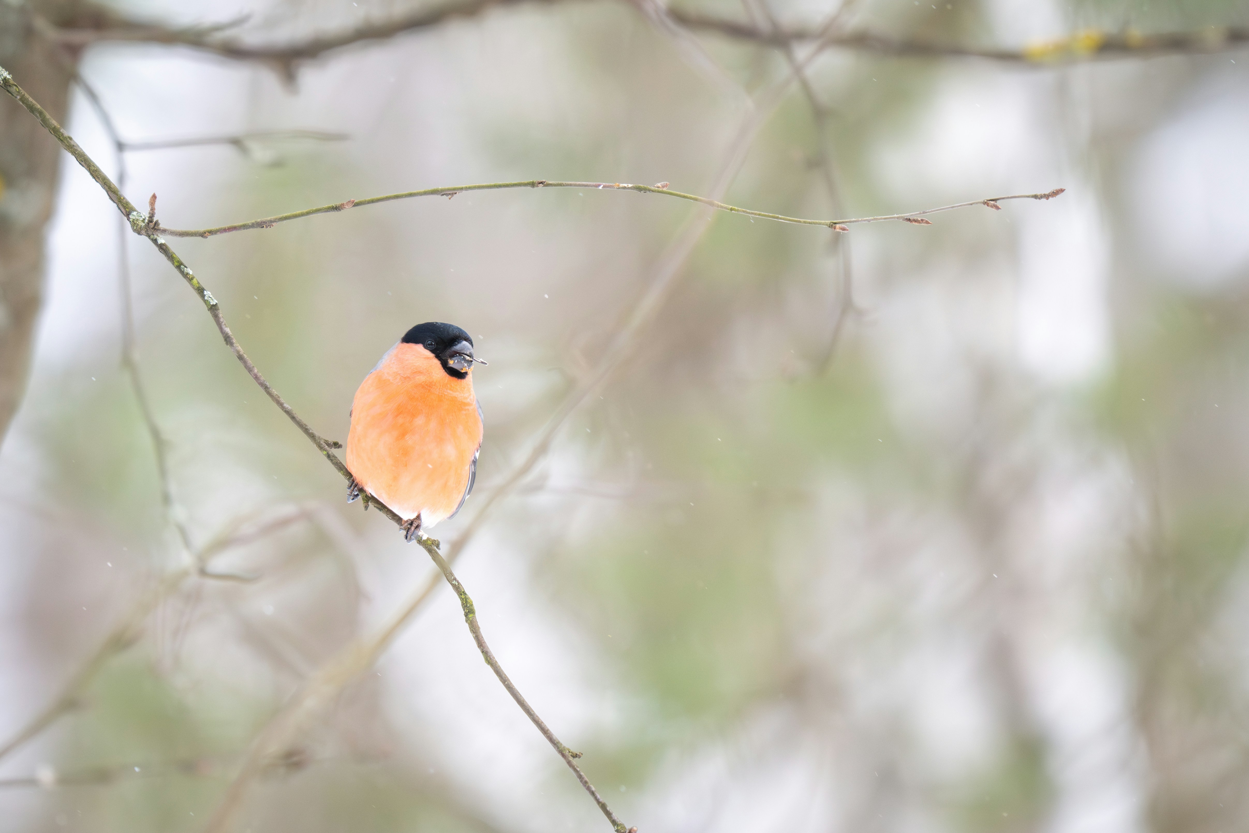 Photo by andreystrizhkov