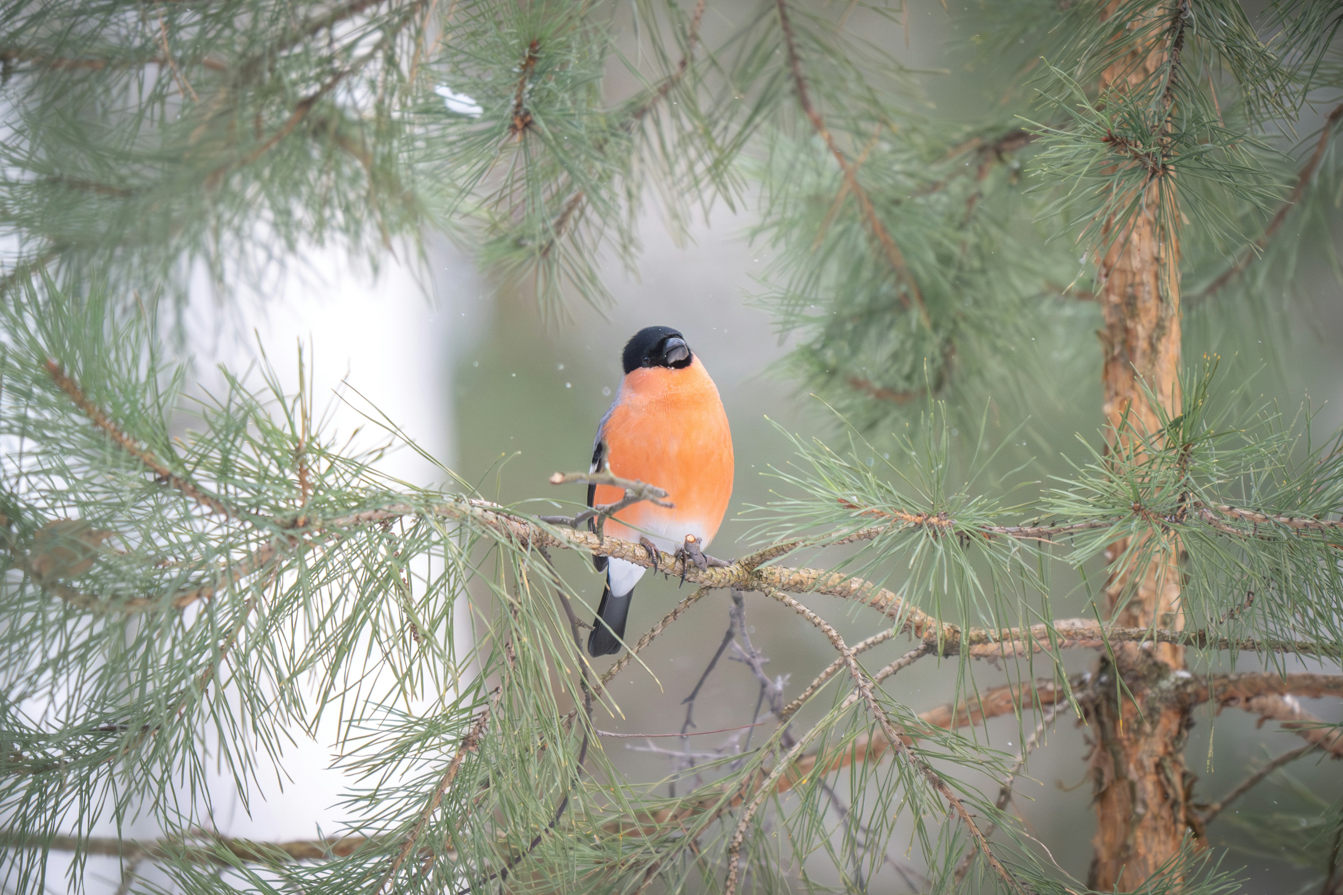 Photo by andreystrizhkov